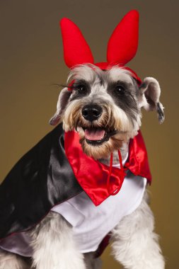 Schnauzer şeytan köpek portre 