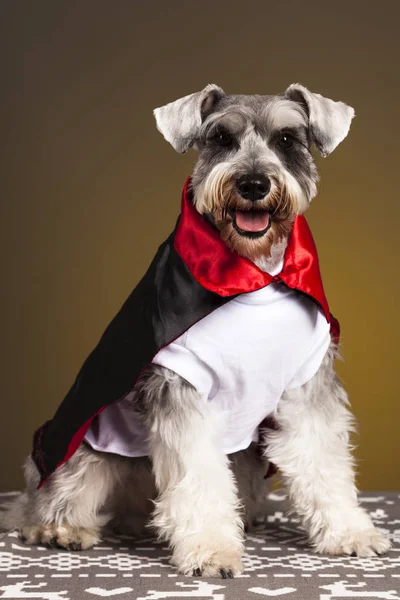 Schnauzer şeytan köpek portre 