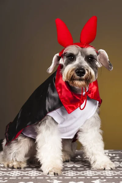 Schnauzer şeytan köpek portre 