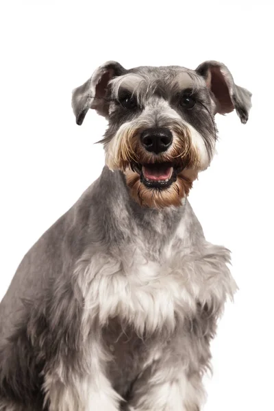 Retrato de perro Schnauzer — Foto de Stock