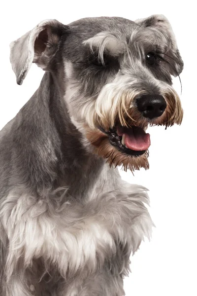 Schnauzer köpek portre — Stok fotoğraf