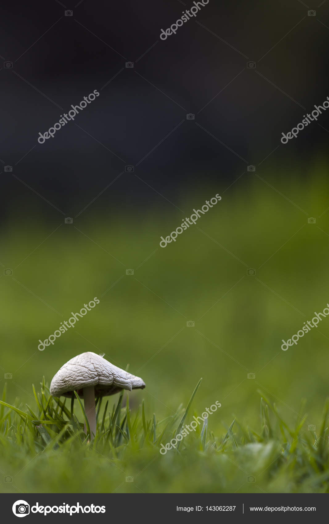 Hongo En Fondo Verde Stock Photo Image By C Chperez33 143062287