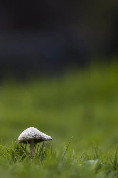 Hongo en fondo verde