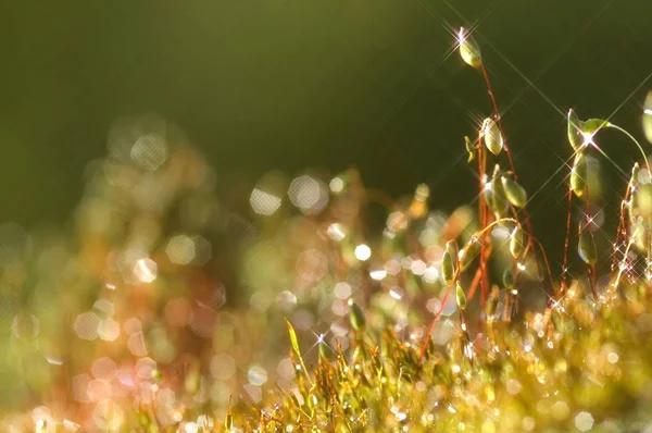 green moss background texture beautiful in nature