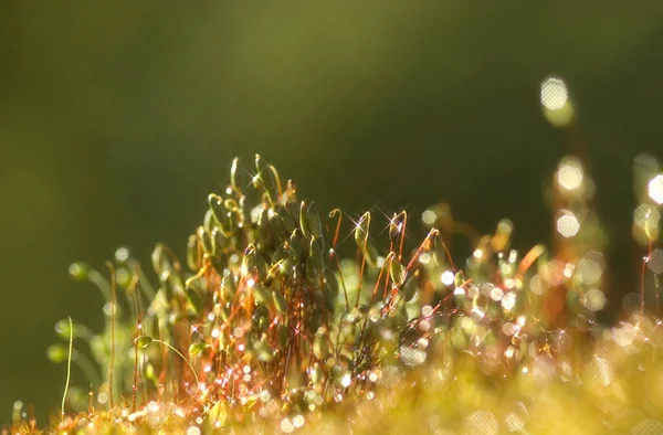 Yeşil yosun arkaplan dokusu doğada güzeldir