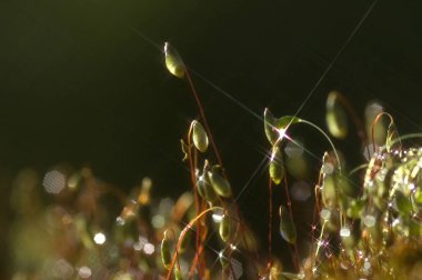 Yeşil yosun arkaplan dokusu doğada güzeldir