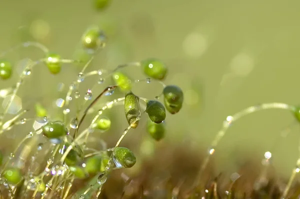 绿色苔藓背景质感自然美丽 — 图库照片