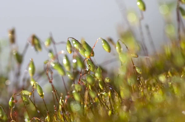 Yeşil yosun arkaplan dokusu doğada güzeldir
