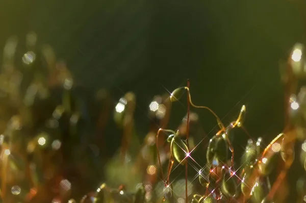 Grünes Moos Hintergrund Textur schön in der Natur — Stockfoto