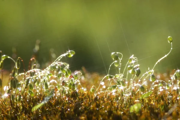 绿色苔藓背景质感自然美丽 — 图库照片
