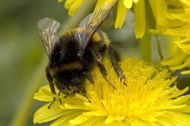 Bumblebee yaz çalışma