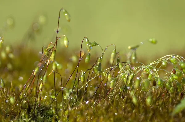 Yeşil yosun arkaplan dokusu doğada güzeldir