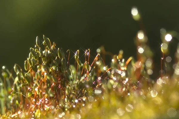 Musgo verde, semillas fondo textura en la naturaleza — Foto de Stock