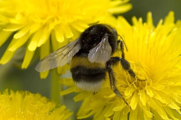 Bumblebee yaz çalışma