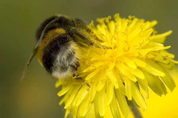 Bumblebee yaz çalışma