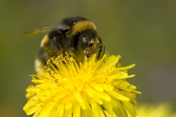 Bumblebee yaz çalışma