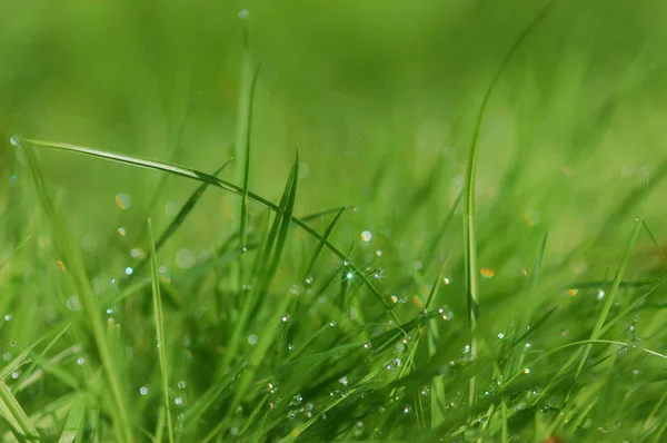 çim, arka plan, duvar kağıdı