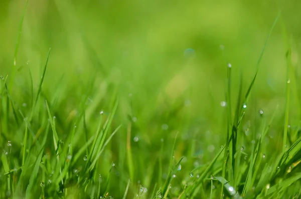 çim, arka plan, duvar kağıdı