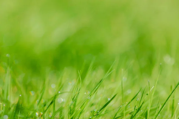 çim, arka plan, duvar kağıdı