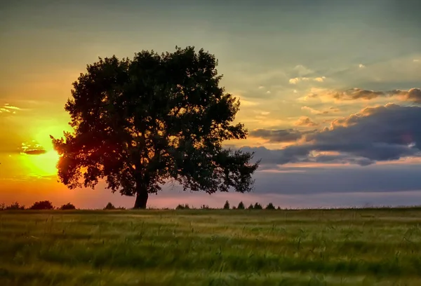 Buğday alan günbatımında ağacında