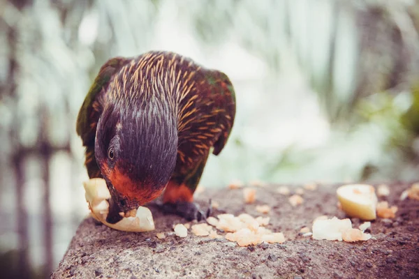 Bali Birds Park Internationaler Park Mit Verschiedenen Reptilien Und Vögeln — Stockfoto