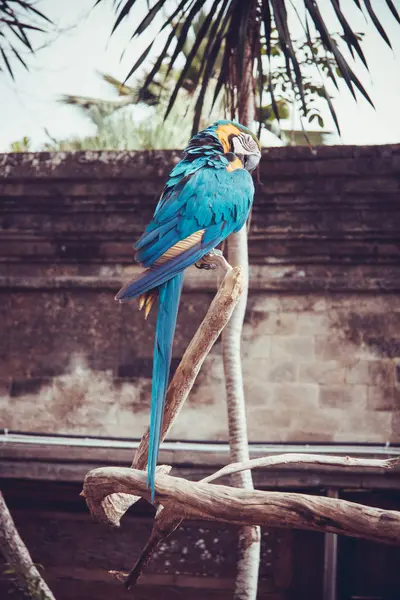 Bali Birds Park Parco Internazionale Con Vari Rettili Uccelli Bali — Foto Stock