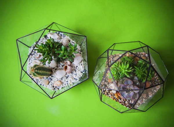 Glasflorarium für Pflanzen — Stockfoto