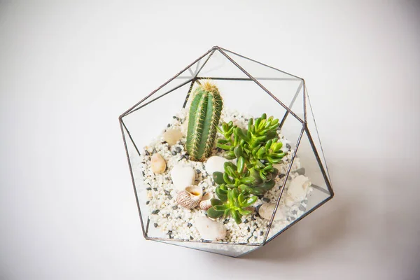 Glas florarium för växter — Stockfoto