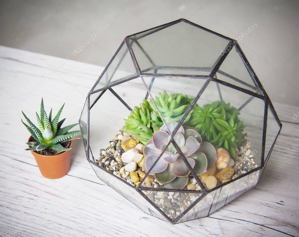 glass florarium for plants