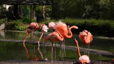 Pembe Flamingo kolonisi, tüylerin güzel renkleri. Daha büyük flamingo, Phoenicopterus gülü