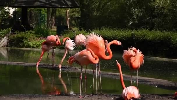 Pink Flamingo Colony Beautiful Coloring Feathers Greater Flamingo Phoenicopterus Roseus — Stock Video