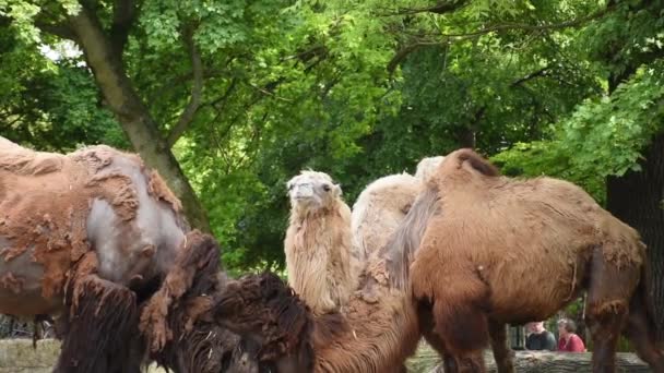 カメラス フェルス カメラス バットリアヌス Camelus Ferus Camelus Bactrianus の3頭のラクダの家族が動物園で凍る緑の葉の背景 — ストック動画