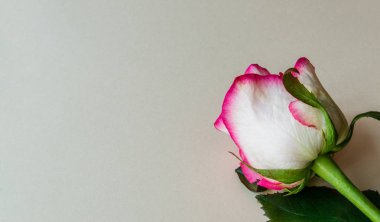 tatil yıldönümü şenlikli arka plan için güzel gül