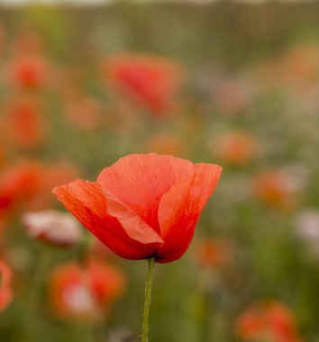 Güzel kırmızı gelincik tarlada