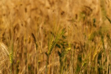Buğday sivri yakın çekim