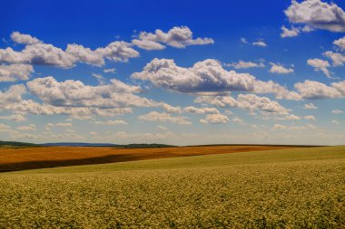 Buğday tarlası manzarası