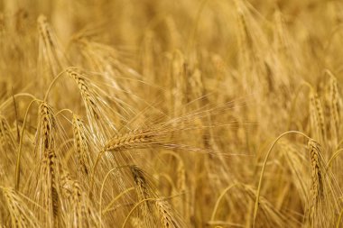 Buğday tarlası manzarası