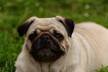 Güzel Pug köpek