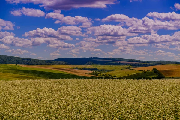 Krajobraz pól pszenicy — Zdjęcie stockowe