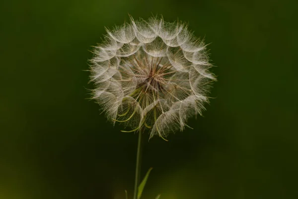 Beautiful air dandelion — Stock Photo, Image