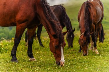 Şiddetli yağmur sonra dağlarda vahşi at