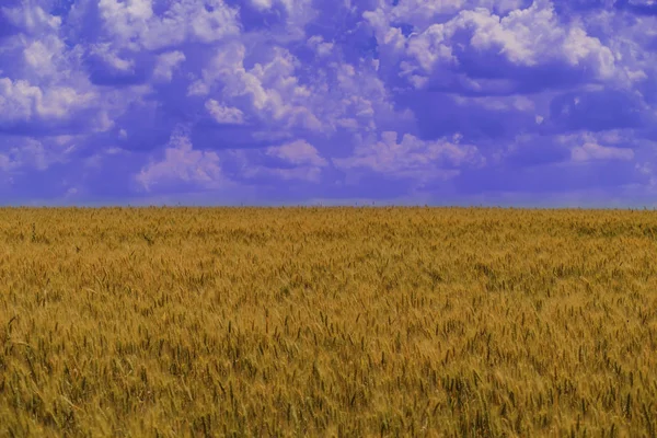 Paisagem de campo de trigo — Fotografia de Stock