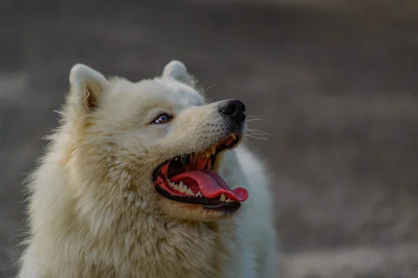 犬。美しい白の子犬 — ストック写真