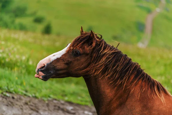 Дикая лошадь в горах после сильного дождя — стоковое фото