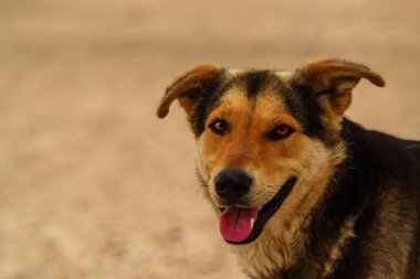 Kumsalda güzel bir köpek