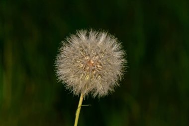 Doğa Karahindiba arka plan