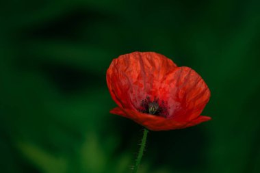 Kırmızı gelincik güzel