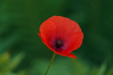 Kırmızı gelincik güzel