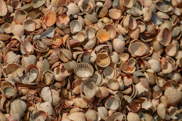Seashells background beach — Stock Photo, Image