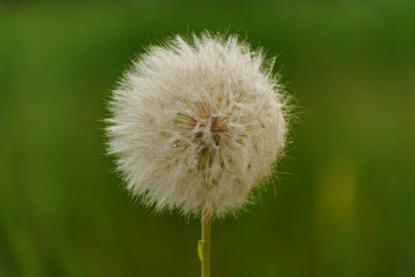 Natureza dandelion fundo — Fotografia de Stock